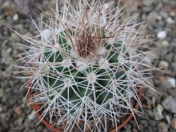 Parodia roseoalba nad San Pedro, pot 5,5 cm - 12411452