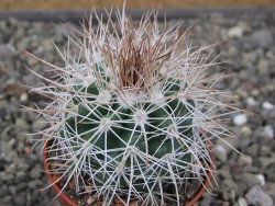 Parodia roseoalba nad San Pedro, pot 5,5 cm - 12411453
