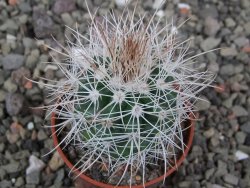Parodia roseoalba nad San Pedro, pot 5,5 cm - 12411455