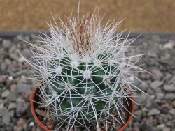 Parodia roseoalba nad San Pedro, pot 5,5 cm