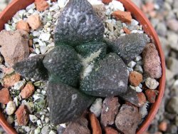 Ariocarpus fissuratus Puertecitos, pot 5,5 cm