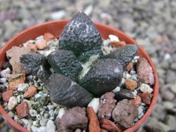 Ariocarpus fissuratus Puertecitos, pot 5,5 cm - 12411460