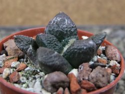 Ariocarpus fissuratus Puertecitos, pot 5,5 cm - 12411461