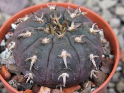 Gymnocalycium spegazzinii unguispinum SL 44b, pot 5,5 cm