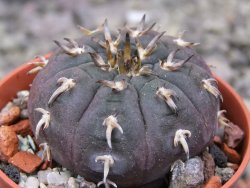 Gymnocalycium spegazzinii unguispinum SL 44b, pot 5,5 cm - 12411468