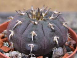 Gymnocalycium spegazzinii unguispinum SL 44b, pot 5,5 cm - 12411469