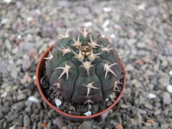 Gymnocalycium spegazzinii unguispinum SL 44b, pot 5,5 cm - 12411470