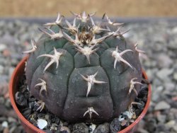 Gymnocalycium spegazzinii unguispinum SL 44b, pot 5,5 cm