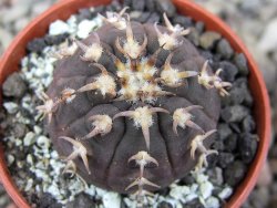 Gymnocalycium spegazzinii unguispinum SL 44b, pot 5,5 cm - 12411475