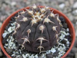 Gymnocalycium spegazzinii unguispinum SL 44b, pot 5,5 cm - 12411476
