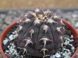 Gymnocalycium spegazzinii unguispinum SL 44b, pot 5,5 cm - 12411477