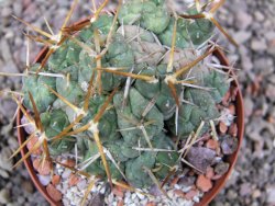 Tephrocactus rossianus, pot 8 cm - 12411480
