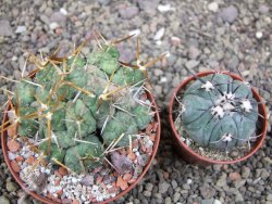 Tephrocactus rossianus, pot 8 cm - 12411482