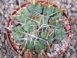 Tephrocactus rossianus, pot 8 cm - 12411484
