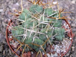 Tephrocactus rossianus, pot 8 cm - 12411485