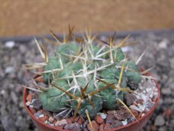 Tephrocactus rossianus, pot 8 cm - 12411487