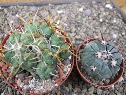 Tephrocactus rossianus, pot 8 cm - 12411490