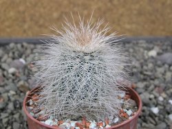 Echinocereus baileyi DJF 1327 Medicine Park, květináč 6,5 cm - 12411493