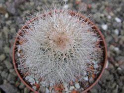 Echinocereus baileyi DJF 1327 Medicine Park, květináč 6,5 cm - 12411494