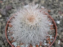 Echinocereus baileyi DJF 1327 Medicine Park, květináč 6,5 cm - 12411495