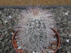 Echinocereus baileyi DJF 1327 Medicine Park, květináč 6,5 cm