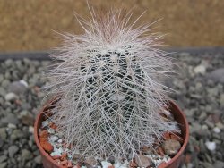 Echinocereus baileyi DJF 1327 Medicine Park, květináč 6,5 cm - 12411499