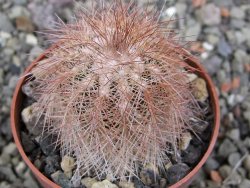 Echinocereus baileyi DJF 1327 Medicine Park, květináč 6,5 cm - 12411505