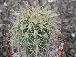 Echinocereus coccineus, květináč 6,5 cm - 12411510