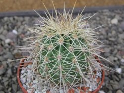 Echinocereus coccineus, květináč 6,5 cm - 12411511