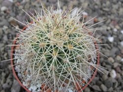 Echinocereus coccineus, květináč 6,5 cm - 12411512