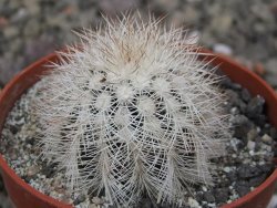 Echinocereus baileyi albispinus pot 6,5 cm