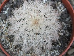Echinocereus baileyi albispinus pot 6,5 cm - 12411521