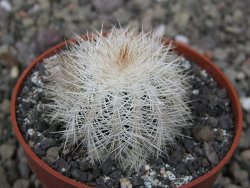 Echinocereus baileyi albispinus pot 6,5 cm