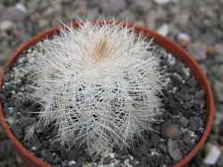 Echinocereus baileyi albispinus pot 6,5 cm - 12411523