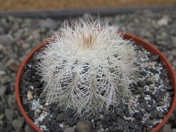 Echinocereus baileyi albispinus pot 6,5 cm - 12411525