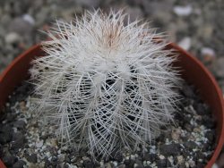 Echinocereus baileyi albispinus pot 6,5 cm