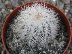 Echinocereus baileyi albispinus pot 6,5 cm - 12411527