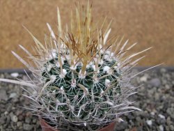 Echinofossulocactus erectocentrus El Potosí XL, květináč 6,5 cm