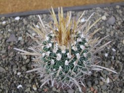 Echinofossulocactus erectocentrus El Potosí XL, květináč 6,5 cm - 12411533