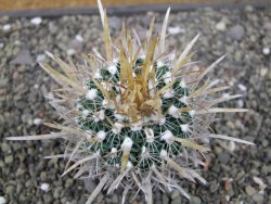 Echinofossulocactus erectocentrus El Potosí XL, květináč 6,5 cm - 12411534