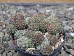 Puna bonniae pot 5,5 cm