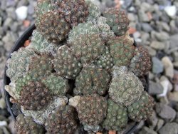 Puna bonniae pot 5,5 cm - 12411540