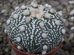 Astrophytum Hanazano Kabuto B pot 5,5 cm