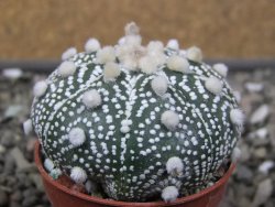 Astrophytum Hanazano Kabuto B pot 5,5 cm - 12411543