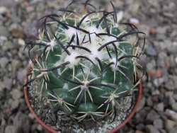 Coryphantha tripugionacantha PP1012 Tepetatita Zac. pot 5,5 cm - 12411553