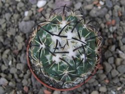 Coryphantha tripugionacantha PP1012 Tepetatita Zac. pot 5,5 cm - 12411554