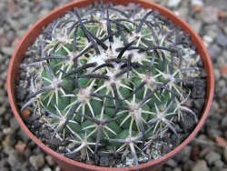 Coryphantha tripugionacantha PP1012 Tepetatita Zac. pot 6,5 cm - 12411555