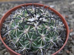 Coryphantha tripugionacantha PP1012 Tepetatita Zac. pot 6,5 cm