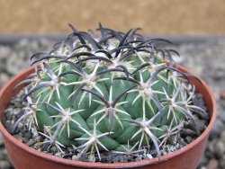 Coryphantha tripugionacantha PP1012 Tepetatita Zac. pot 6,5 cm - 12411558