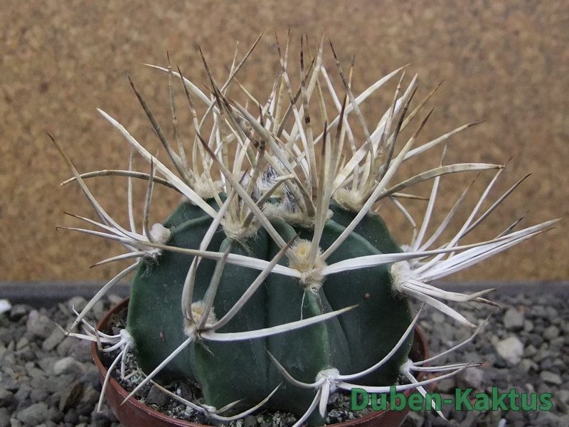 Astrophytum " Buffalo " pot 8 cm